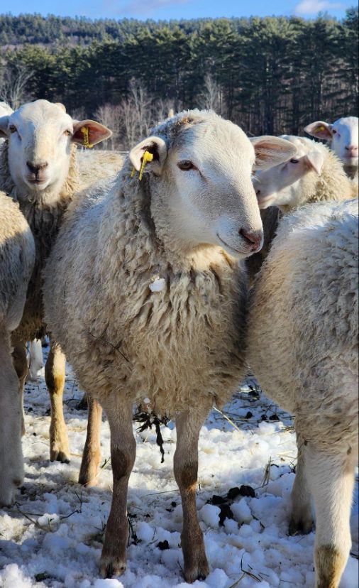 Whole Lamb (Request Now) - Deposit Required - Local Farm