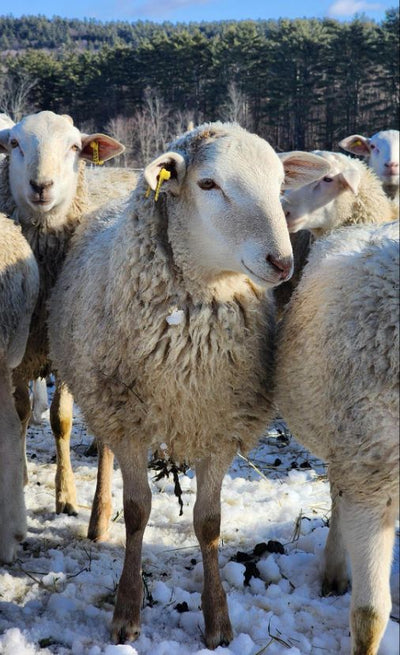 Whole Lamb (Request Now) - Deposit Required