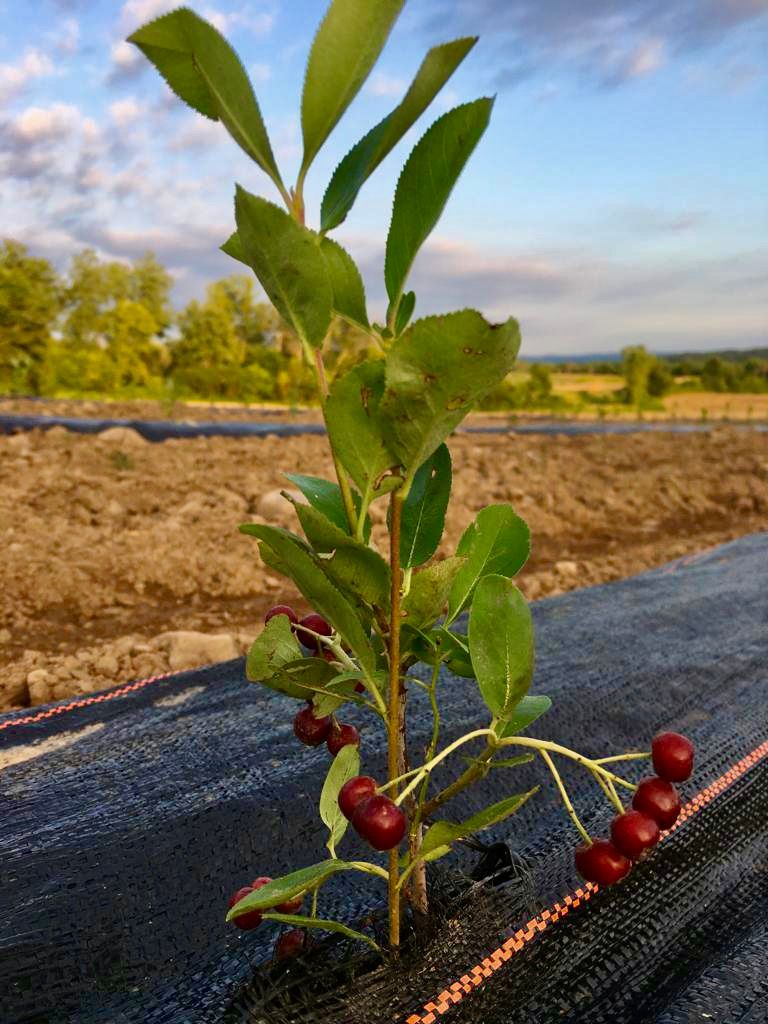 Organic Mango, Lime & Aronia Berry