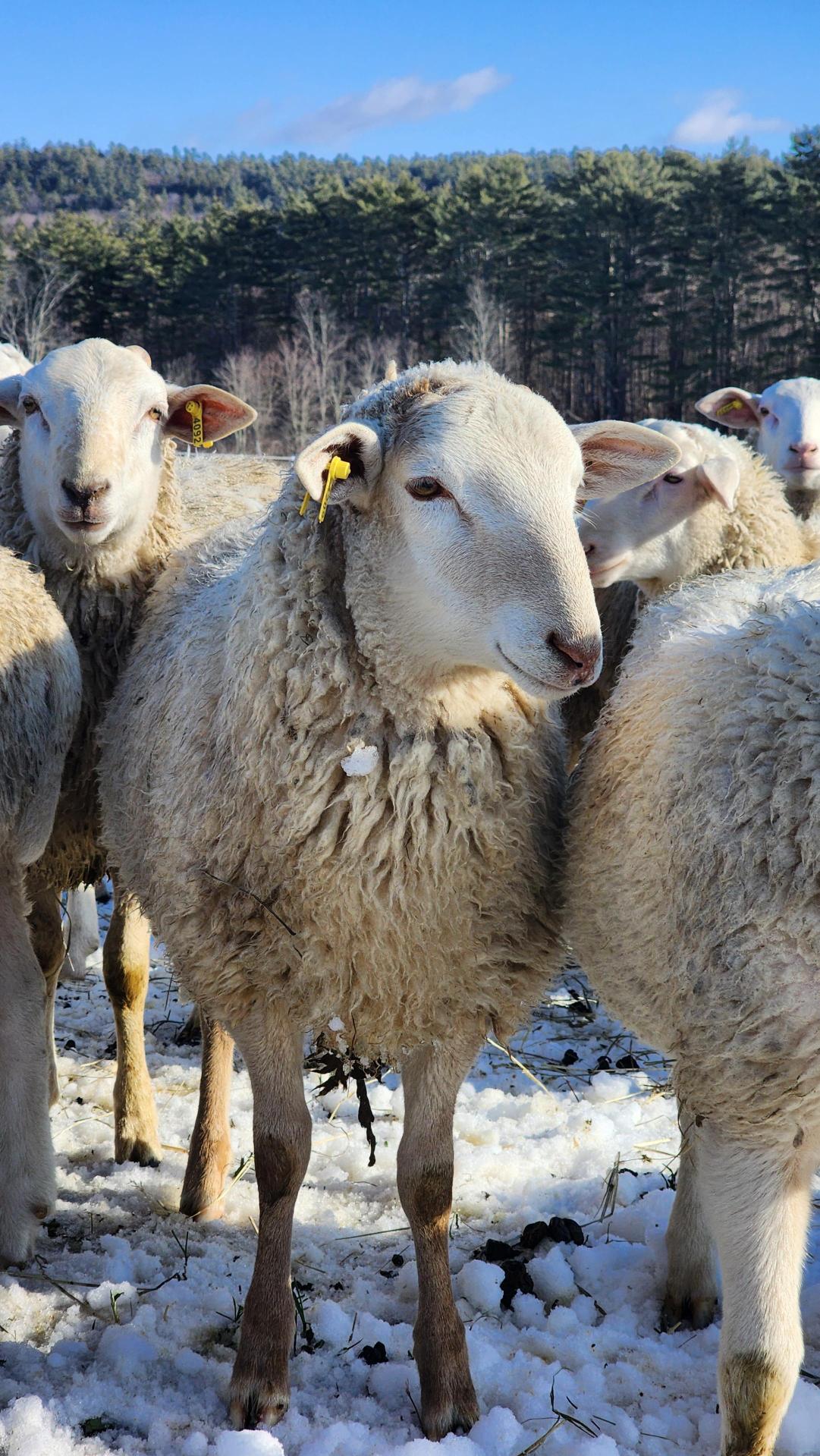 Reserve Your Eid Udhiyah/Qurbani GOAT or LAMB
