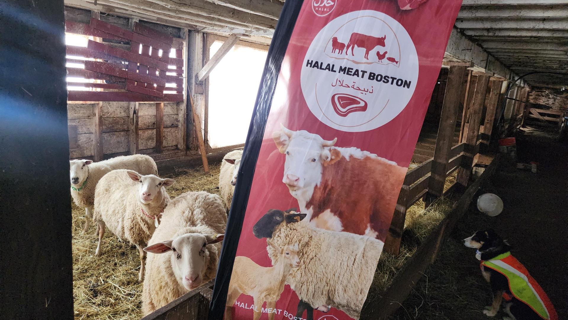 Reserve Your Eid Udhiyah/Qurbani GOAT or LAMB