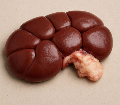 Lamb Kidney