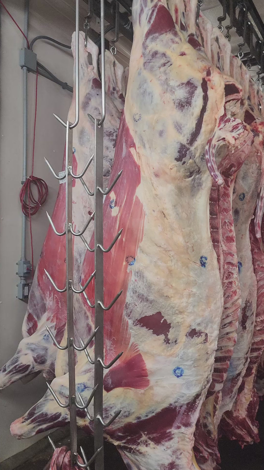 Whole/Half Cow (Request Now) - Deposit Required
