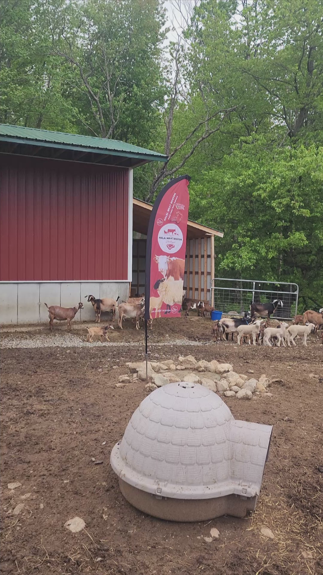 Whole Goat (Request Now) - Deposit Required