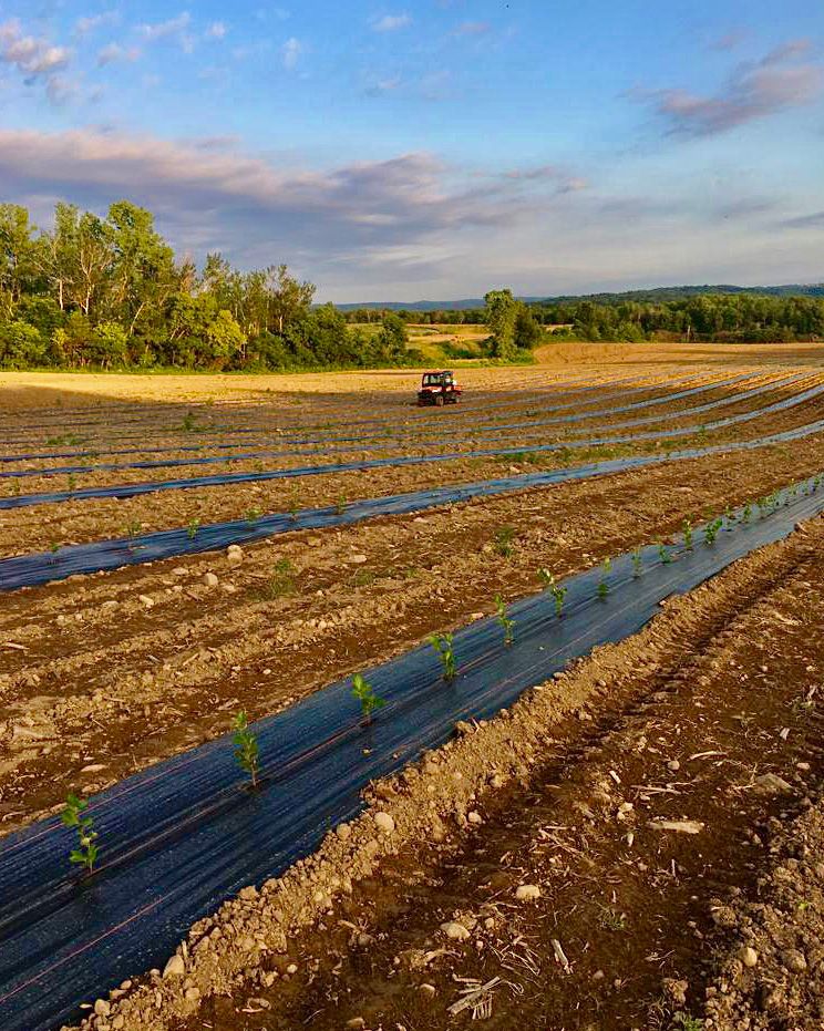 Organic Mango, Lime & Aronia Berry