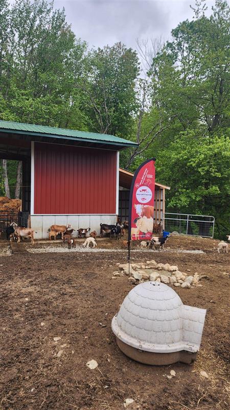 Whole Goat (Request Now) - Deposit Required