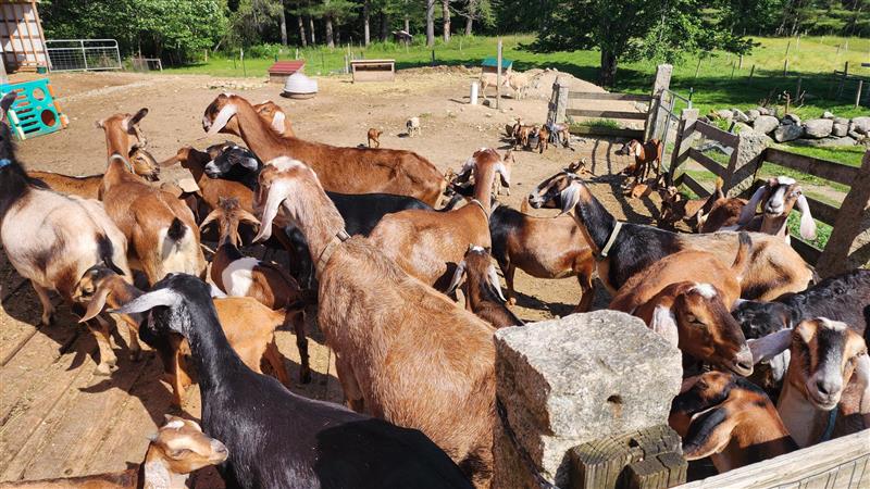 Whole Goat (Request Now) - Deposit Required