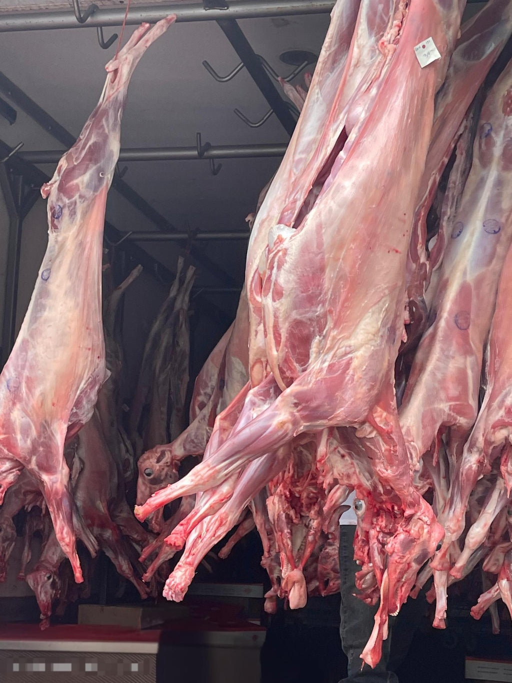 Wholesale Goat (WG26714, WG38427, WG59139)