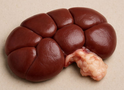 Goat Kidney
