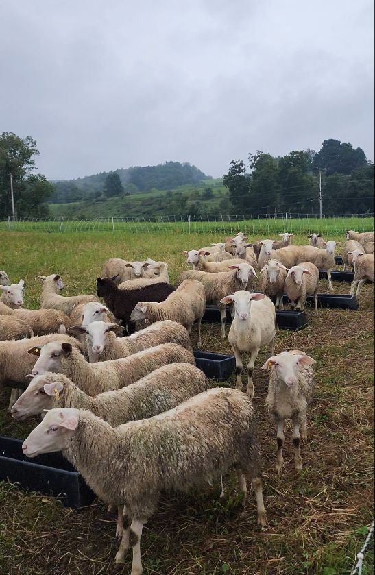 Whole Lamb (Request Now) - Deposit Required